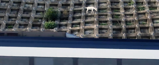 Escaped Goat Makes Home On Concrete Railway Bank