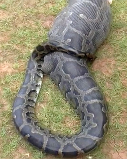 PYTHON EATS GOAT