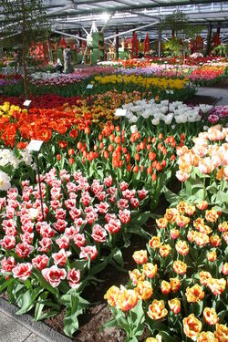 Keukenhof Olanda