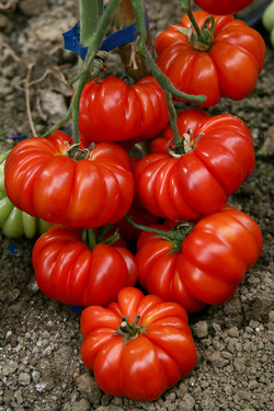 Pomodori