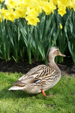 Keukenhof Olanda