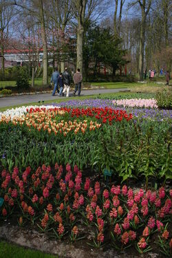 Keukenhof Olanda
