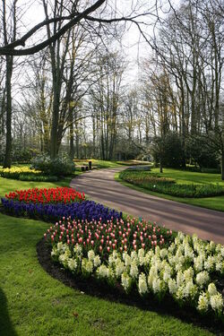 Keukenhof Olanda