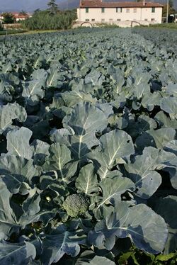 Broccoli cime di rapa