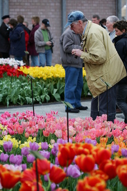 Keukenhof Olanda