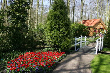 Keukenhof Olanda
