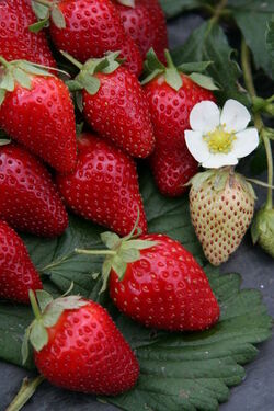 Fragole