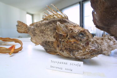 Universit&agrave; di BoDogna Dipartimento Biologia marina di Fano