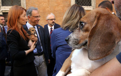 AFFIDO CUCCIOLI BEAGLE AFFIDO CUCCIOLI BEAGLE