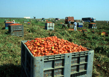 CAPORALATO RACCOLTA POMODORI