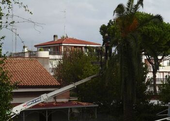 PALME MALATE PALME MALATE