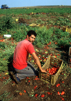 CAPORALATO RACCOLTA POMODORI