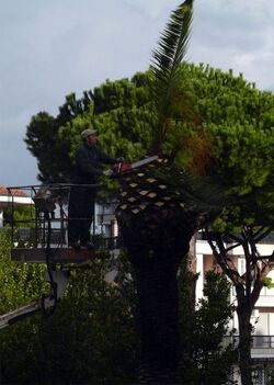 PALME MALATE PALME MALATE
