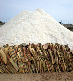 TRAPANI SALINE