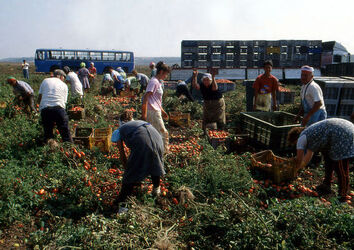 CAPORALATO RACCOLTA POMODORI