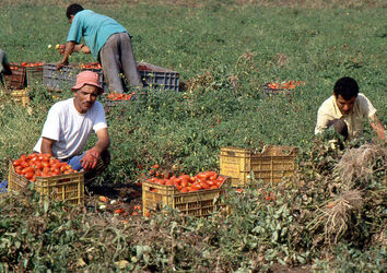 CAPORALATO RACCOLTA POMODORI