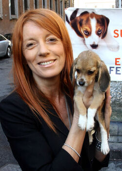 AFFIDO CUCCIOLI BEAGLE AFFIDO CUCCIOLI BEAGLE