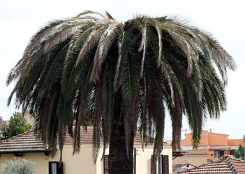 PALME MALATE PALME MALATE