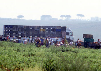 CAPORALATO RACCOLTA POMODORI