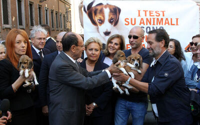 AFFIDO CUCCIOLI BEAGLE AFFIDO CUCCIOLI BEAGLE