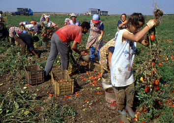 CAPORALATO RACCOLTA POMODORI