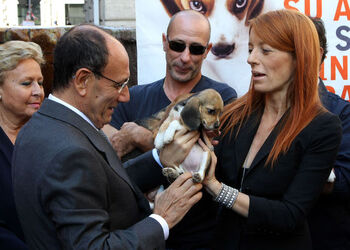 AFFIDO CUCCIOLI BEAGLE AFFIDO CUCCIOLI BEAGLE