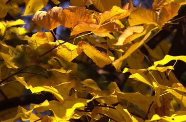 Autunno