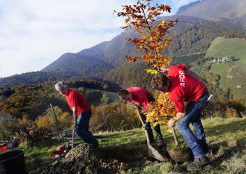Alpe Pianspessa messa a dimora del nuovo faggio secolare