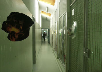 Ticino societa protezione animali