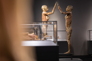 Lugano Real Bodies alla scoperta del corpo umano