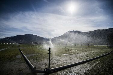 Ticino coltivazioni sul Piano di Magadino bel temppo emergenza siccit&agrave;