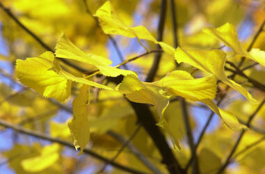 Autunno