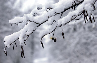 Stabio nevicate in Ticino