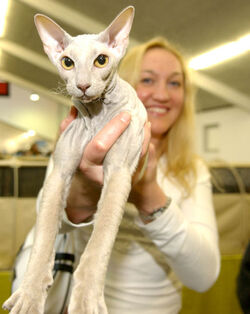 Giubiasco Esposizione Felina