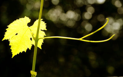 Ticino Cantine Aperte Ticino Cantine Aperte