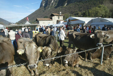 Mendrisio fiera di San Martino Mendrisio fiera di San Martino