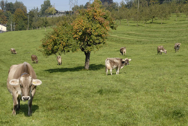 Kussnacht am Rigi agricoltura