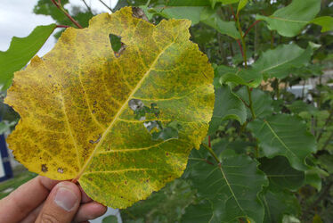 Lattecaldo meeting esperti effetti ozono Lattecaldo meeting esperti effetti ozono