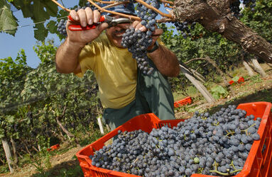 Ticino vendemmia 2003
