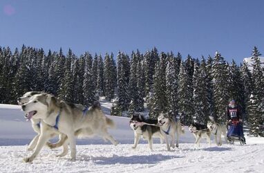 San Bernardino Int.Musher Trophy cani da slitta San Bernardino Int.Musher Trophy cani da slitta