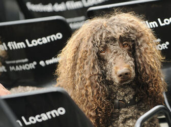 Locarno 62&deg; Festival del Film