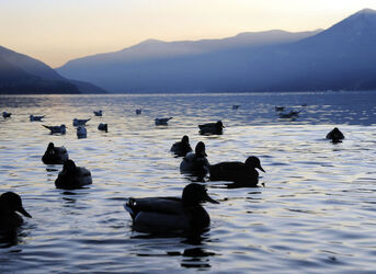 Ascona papere