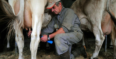 Olivone Luigi Truaisch produttore di formaggio