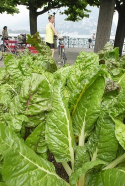 Lugano aiuole foiorite con cavoli e coste