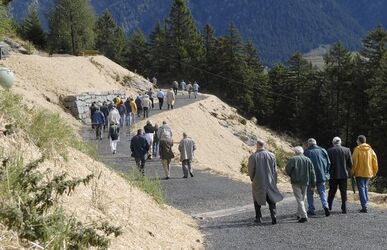 Olivone strada forestale Gualdo Maggiore