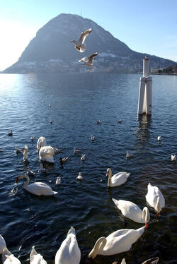 Ticino nevicate scorci invernali