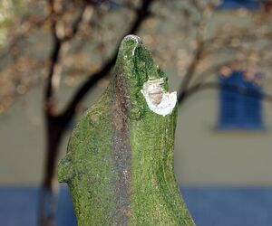 Bellinzona atti vandalici in Piazza Governo