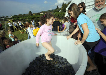 Castel San Pietro vendemmia e pigiatura dell uva al vigneto patriziale Castel San Pietro vendemmia e pigiatura dell uva al vigneto patriziale