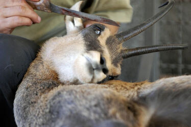 Ticino apertura stagione di caccia