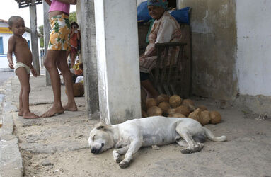 Viaggio in Brasile cani randagi
